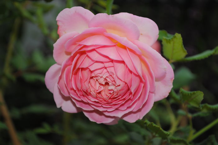 Jubilee Celebration,al 3-lea val de flori