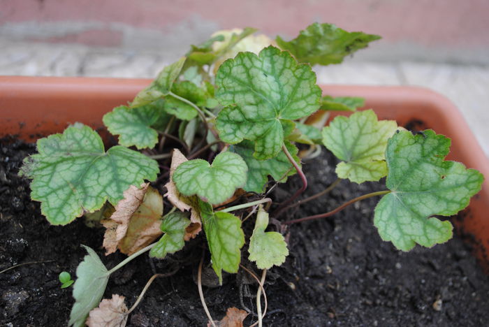 heuchera venus - yyy 2014 gradina mea