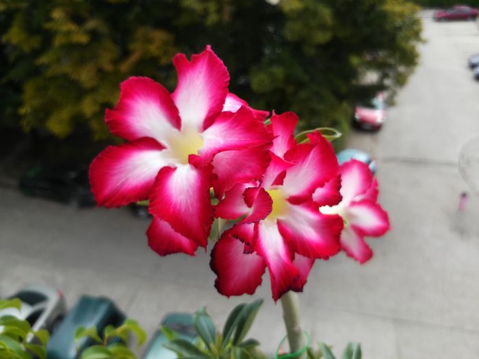  - Adenium - Star of Love Perfume Dan