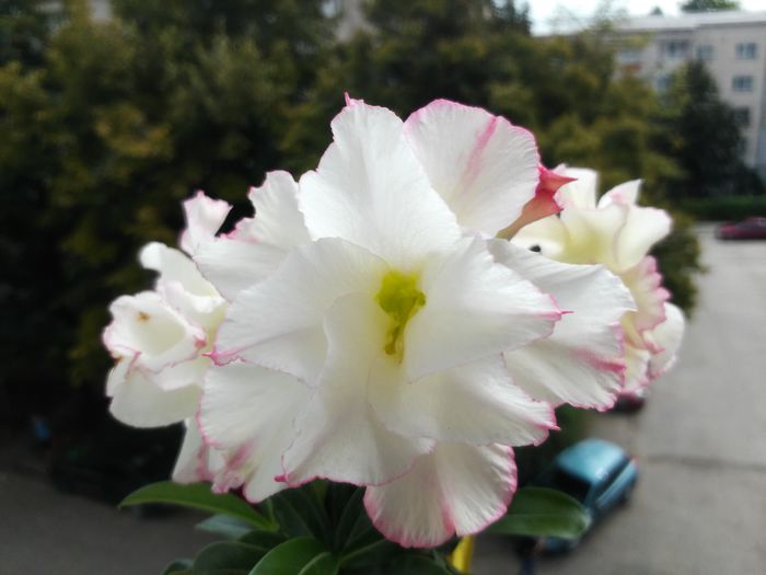  - Adenium - Yellow Love Bouquet Dan