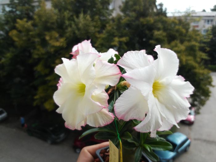  - Adenium - Yellow Love Bouquet Dan