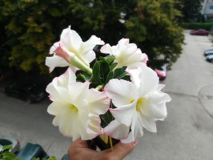  - Adenium - Yellow Love Bouquet Dan