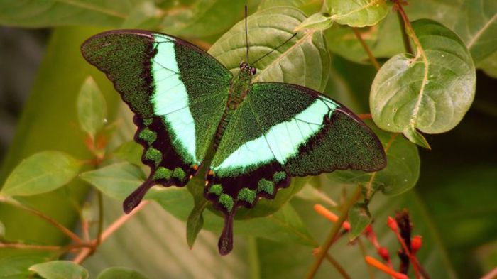 Papilio palinurus - Fluturi si insecte