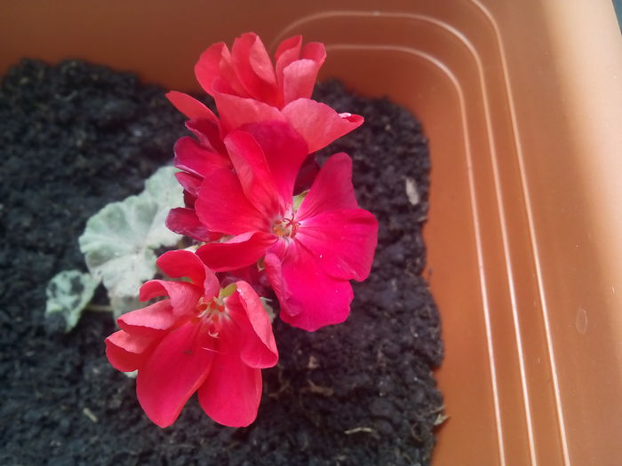 un puiut de muscata - florile mele