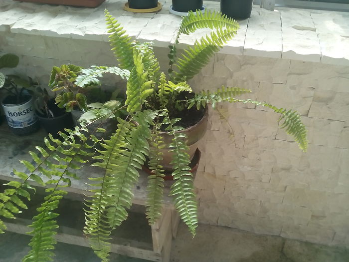 feriga primita de la o doamna minunata - florile mele
