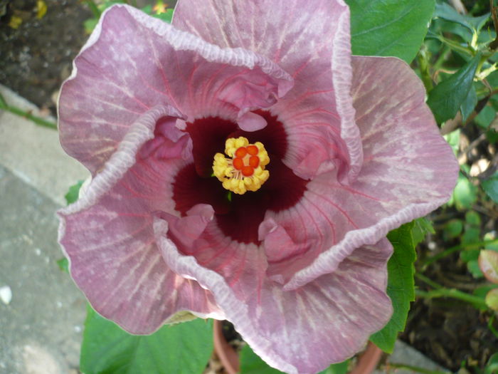 P1210118 - HIBISCUSI 2014-1