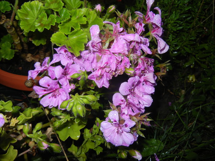 Lavender Ivy-Geranium (2014, Aug.03) - IVY-LEAVED Geranium Double