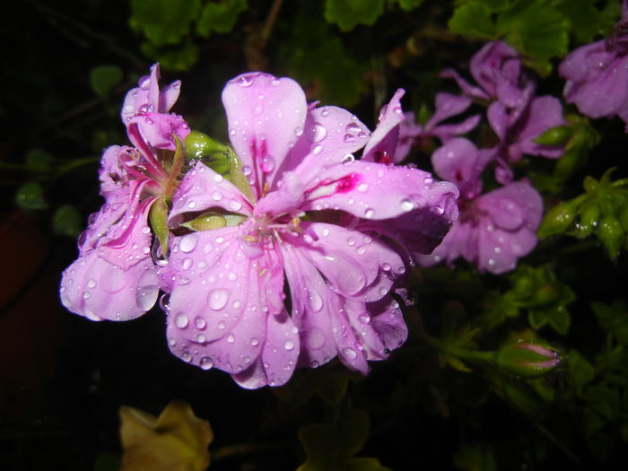 Lavender Ivy-Geranium (2014, Aug.03)