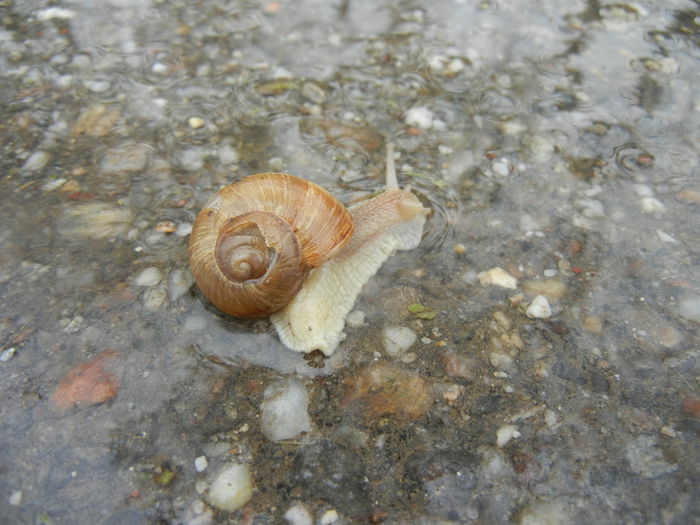 Garden Snail. Melc (2014, April 10) - SNAILS_Melci