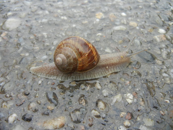 Garden Snail. Melc (2014, April 10) - SNAILS_Melci