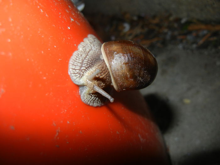 Garden Snail. Melc (2014, April 18)