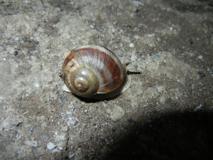 Garden Snail. Melc (2014, April 18) - SNAILS_Melci