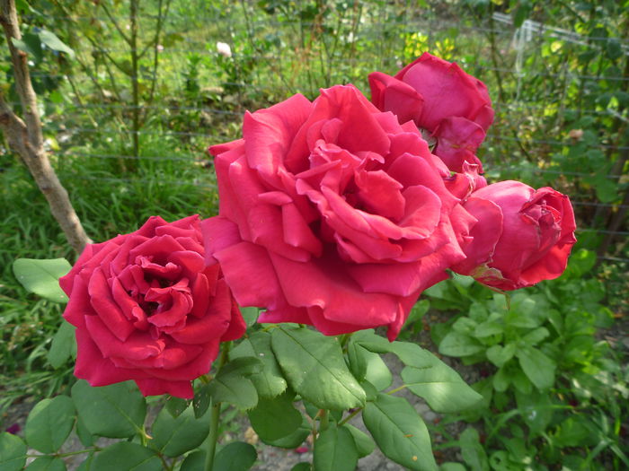 P1270434