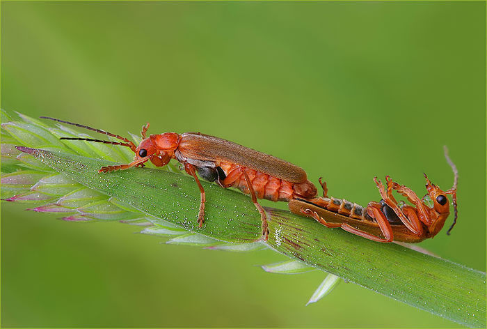  - Fluturi si insecte