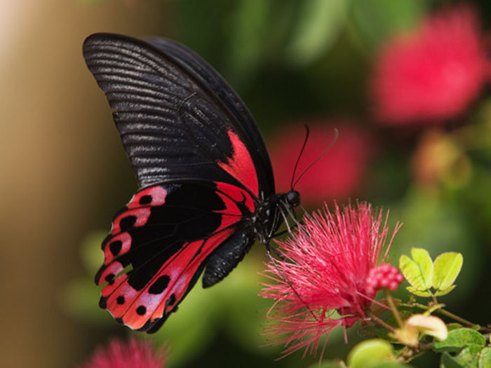 Papilio rumanzovia - Fluturi si insecte