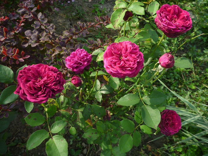 Dimov 56 - Trandafiri englezesti 2014 - II