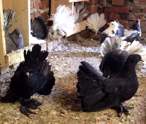 image - Voltati indieni NEGRI