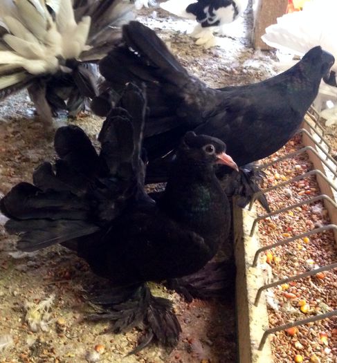 image - Voltati indieni NEGRI