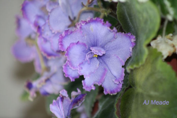 African Violet Blue Dragon