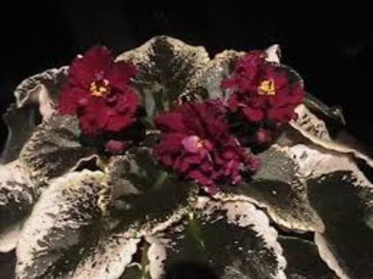 Ek Moulin rouge- am pui