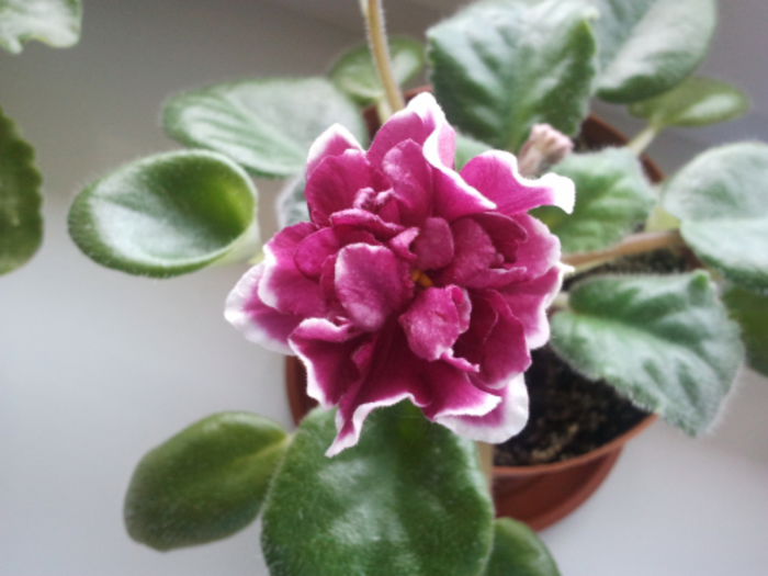 Ek shanghai rose - Imi doresc