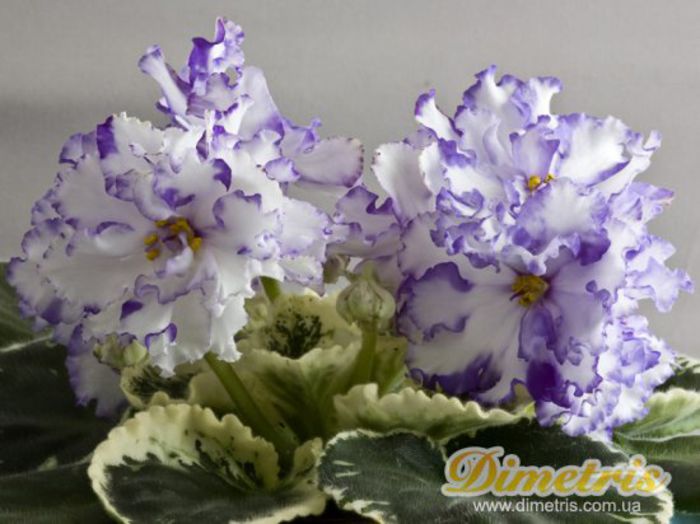 Lyon%u2019s Early Spring