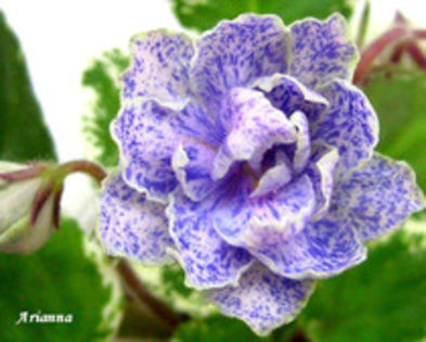 Ma%u2019s Faggi Swirl