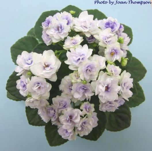 Optimara little moonstone