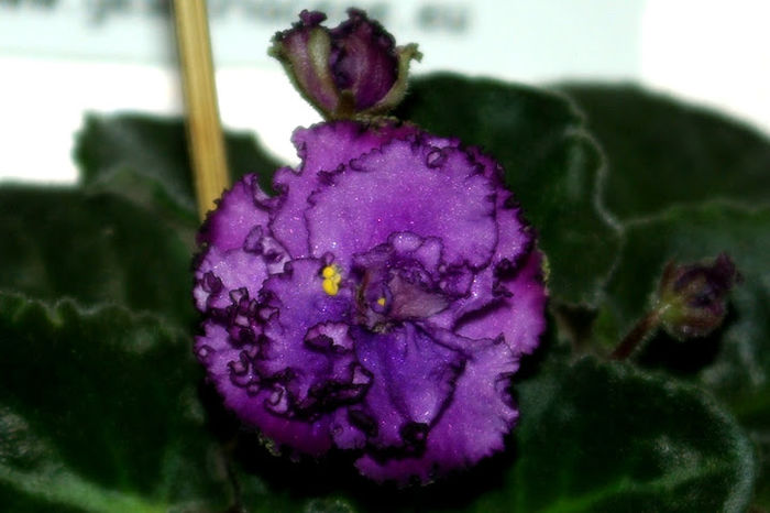 Midnight Twist sport