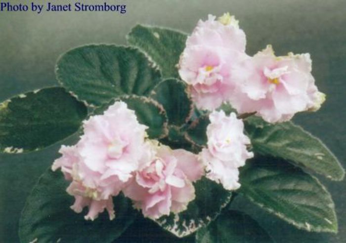 Wrangler%u2019s jealous heart