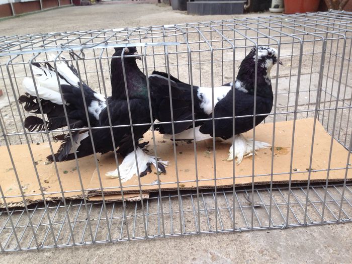 image - Voltati indieni BALTATI PE NEGRU