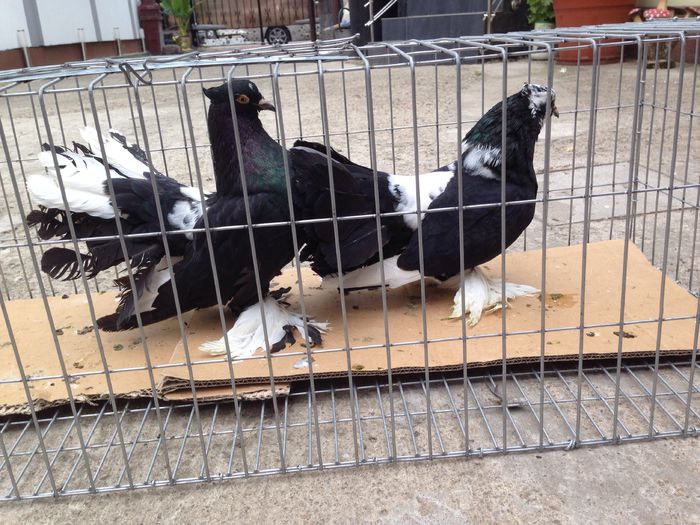 image - Voltati indieni BALTATI PE NEGRU