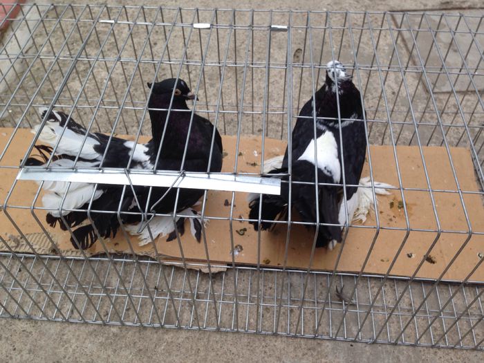 image - Voltati indieni BALTATI PE NEGRU