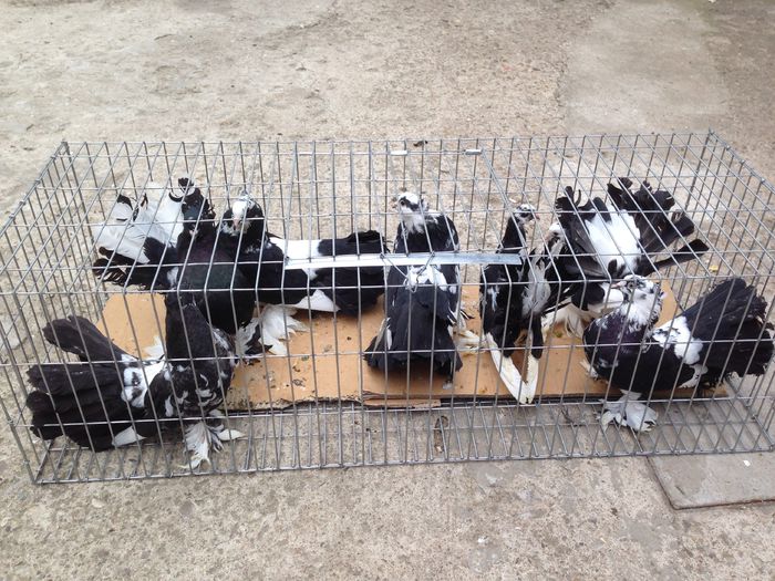 image - Voltati indieni BALTATI PE NEGRU