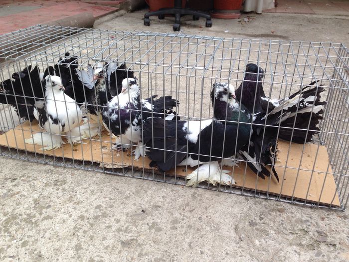 image - Voltati indieni BALTATI PE NEGRU