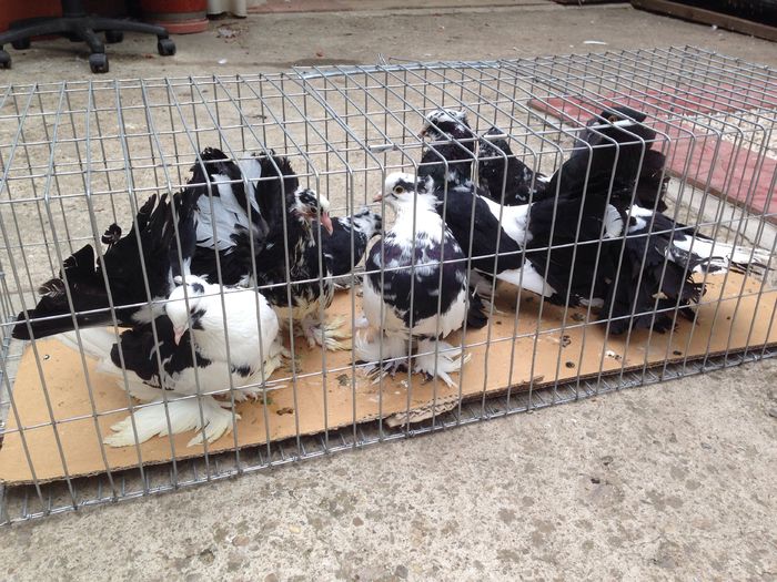 image - Voltati indieni BALTATI PE NEGRU