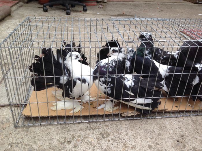 image - Voltati indieni BALTATI PE NEGRU