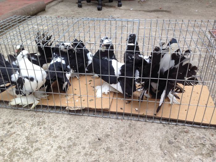 image - Voltati indieni BALTATI PE NEGRU