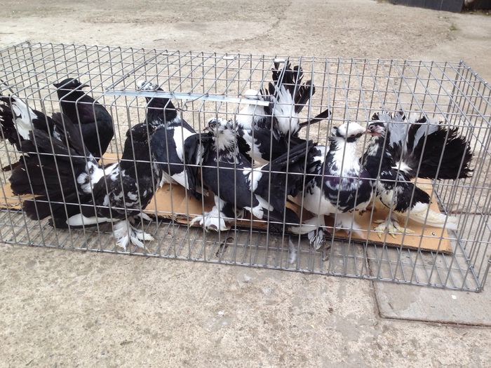 image - Voltati indieni BALTATI PE NEGRU