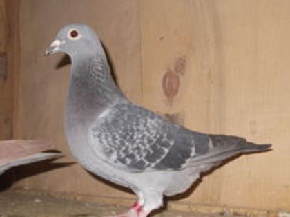 97704697_YGVQKMQ - E-Amintiri