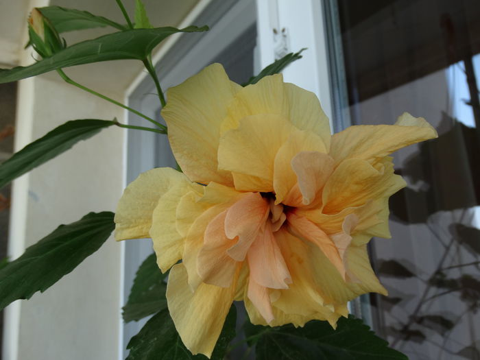 DSC01016 - Hibiscus