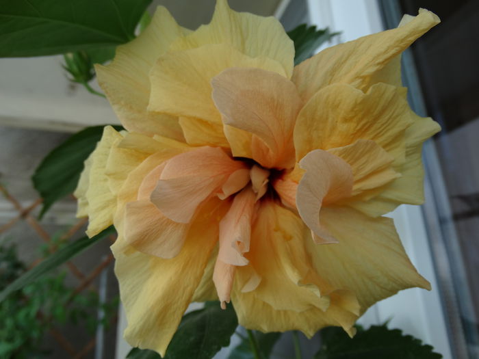 DSC01017 - Hibiscus