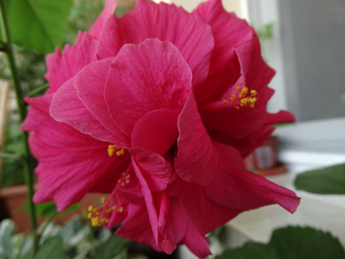 DSC01018 - Hibiscus