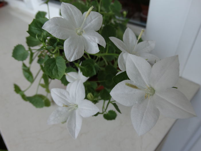 DSC01010 - Campanula