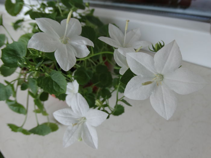 DSC01011 - Campanula