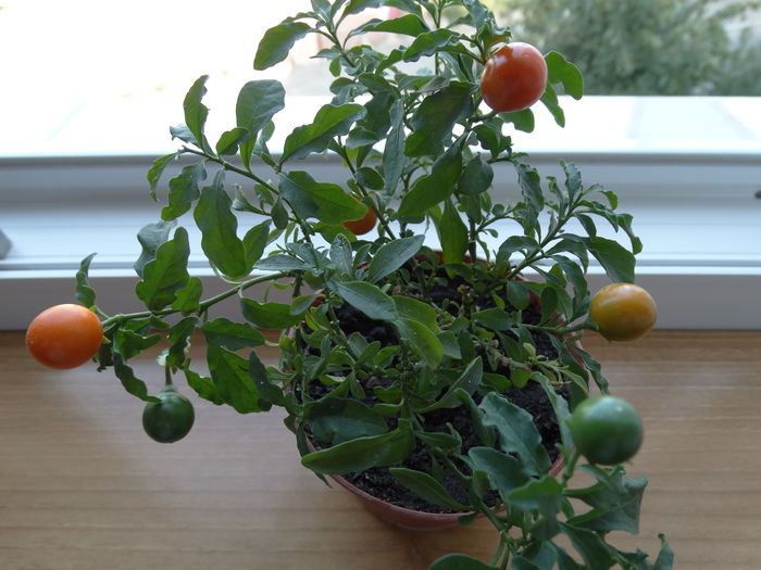 DSC01022 - Solanum pseudocapsicum