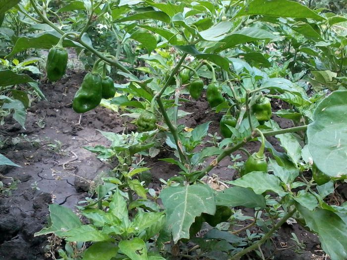 2014-08-23 11.33.16 - Ardei iuti 2014