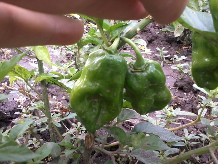 2014-08-23 11.33.25 - Ardei iuti 2014