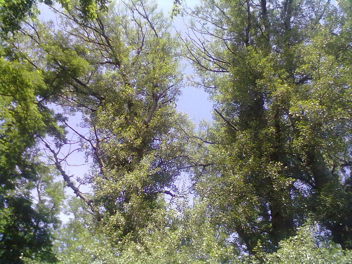 gingobiloba; cei 2 din dreapta
