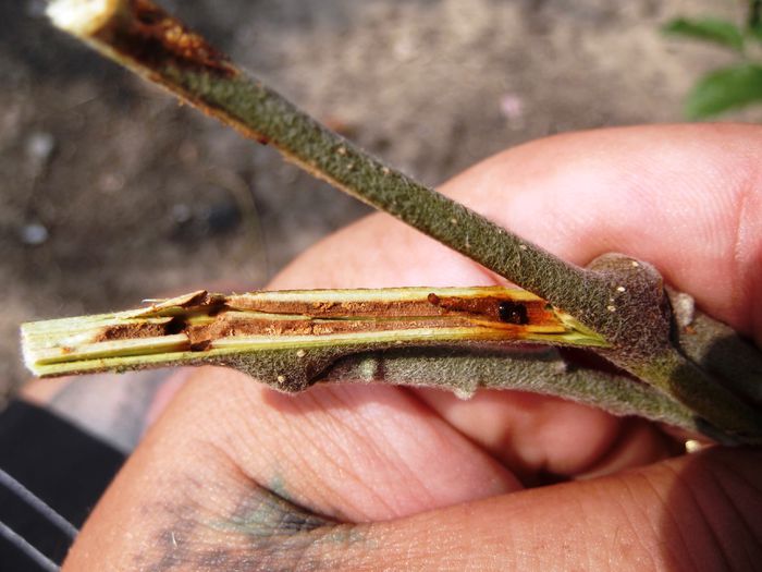 sfrederitorul ramurilor; sectiune atac
